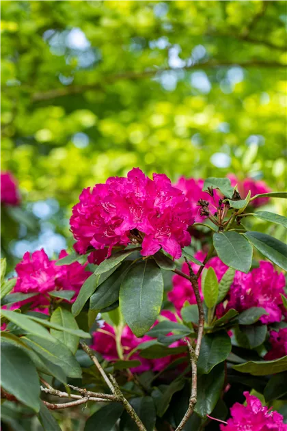 Rhododendron 'Caractacus' | RICOTER Erdaufbereitung AG