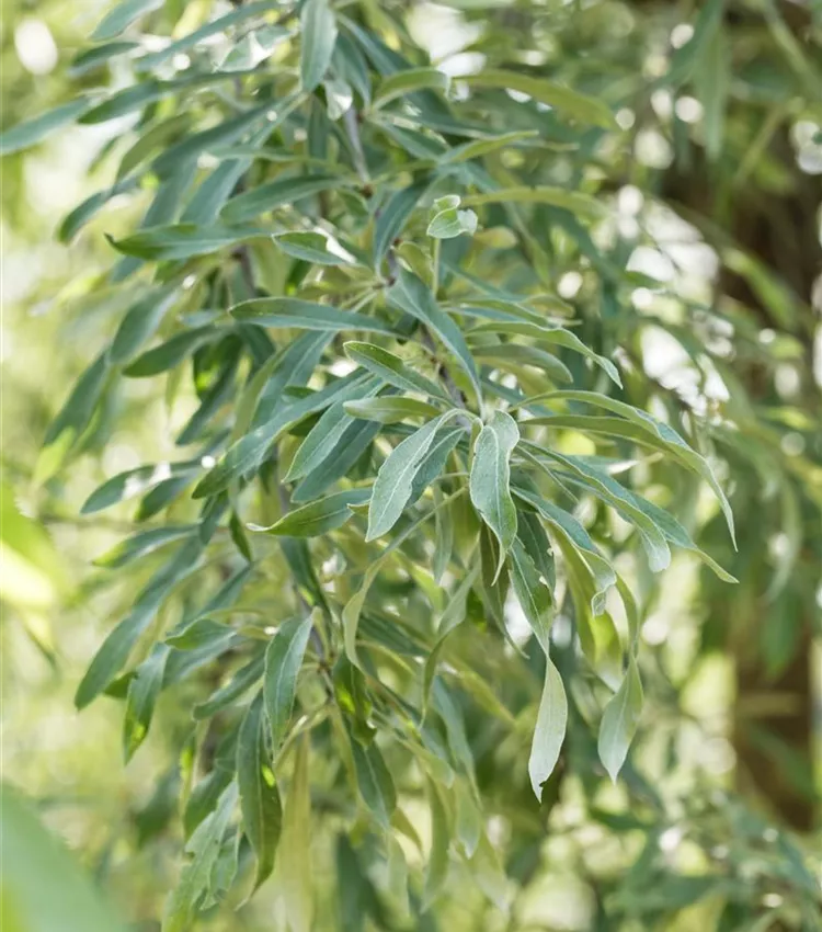 Hängende Wildbirne 'Pendula'