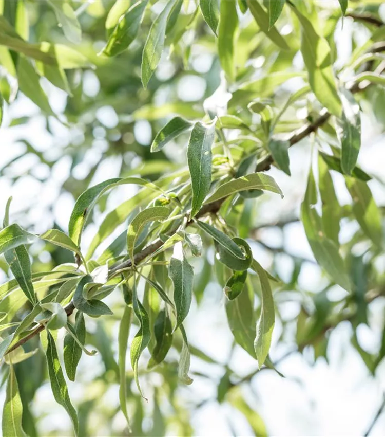 Hängende Wildbirne 'Pendula'