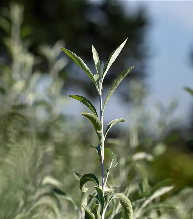 Hängende Wildbirne 'Pendula'