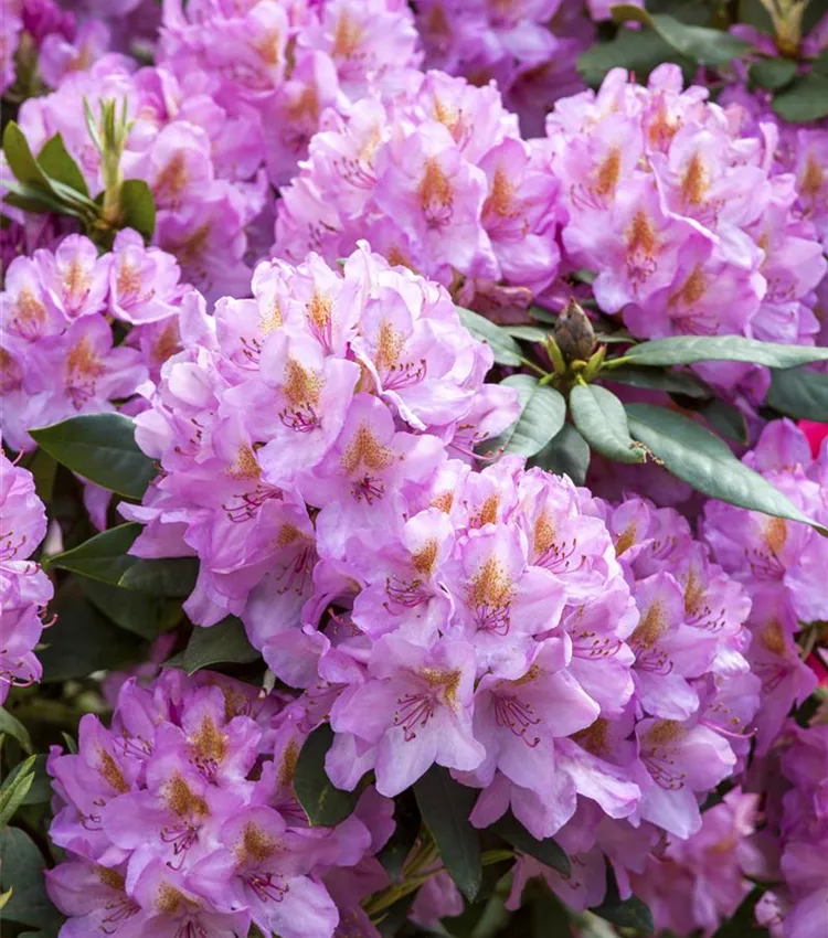 Rhododendron-Hybride 'Christian Schröder'