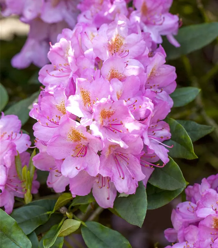 Rhododendron-Hybride 'Christian Schröder'