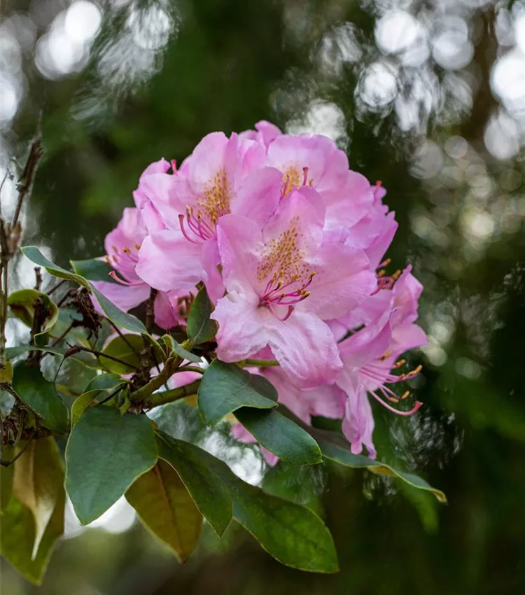 Rhododendron-Hybride 'Christian Schröder'