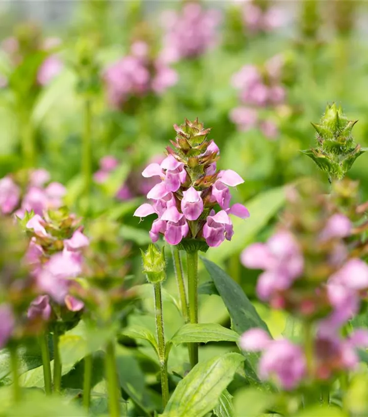 Grossblütige Garten-Braunelle 'Rosea'