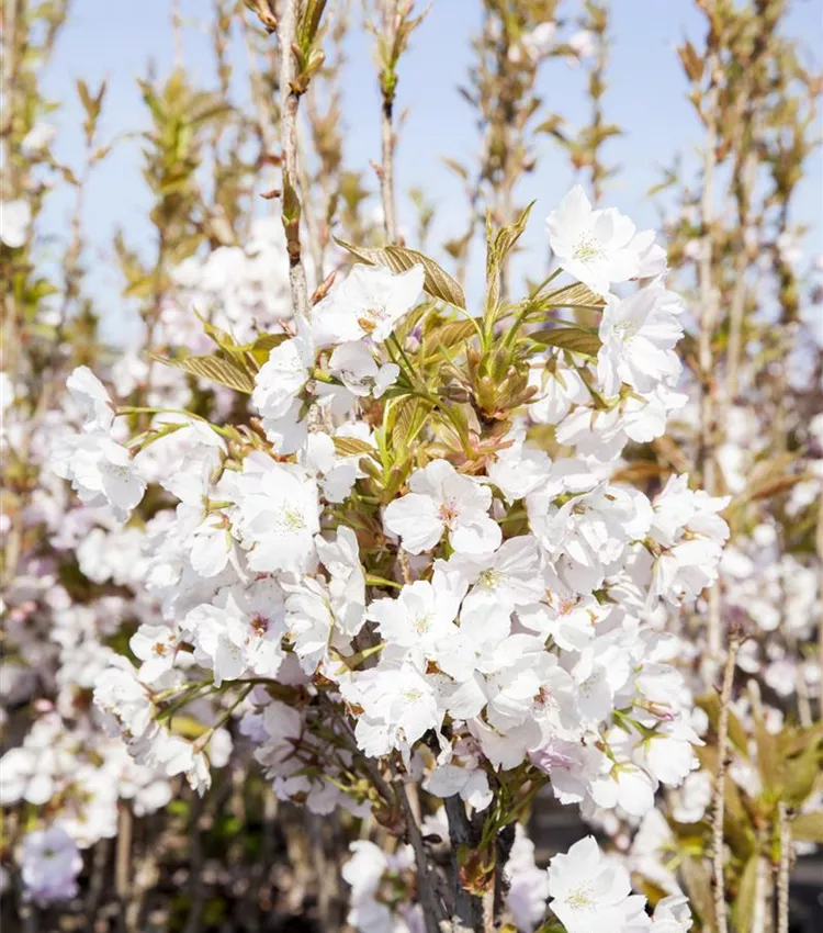 Cerisier du japon 'Amanogawa'