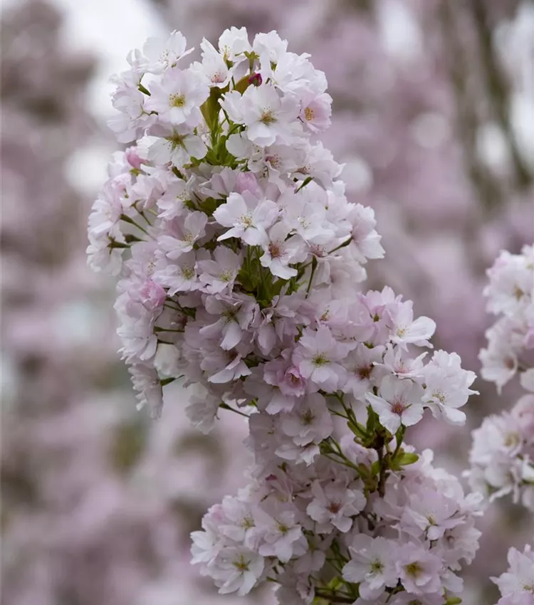 Cerisier du japon 'Amanogawa'