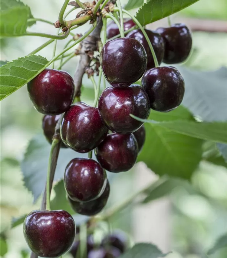 Cerisier 'Regina'