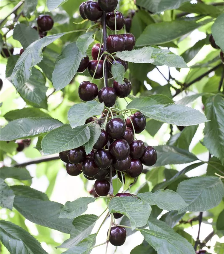 Cerisier 'Regina'