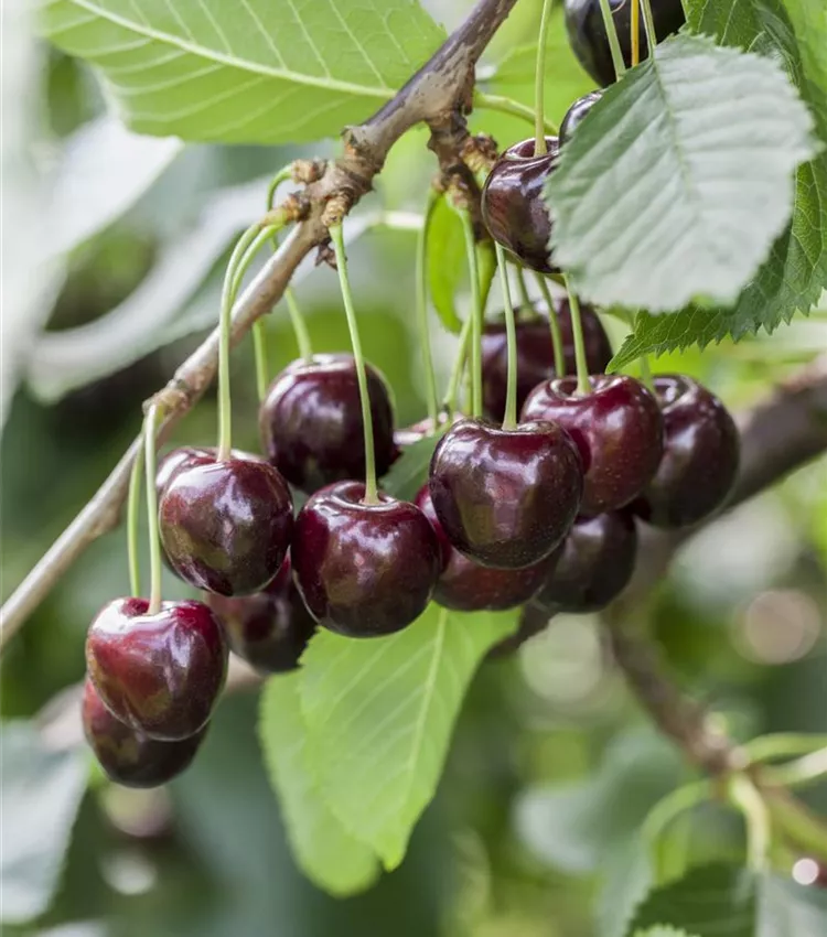 Cerisier 'Regina'