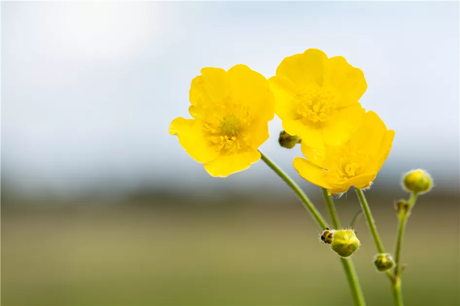 Ranunculus repens, Kriechender Hahnenfuss | RICOTER Erdaufbereitung AG