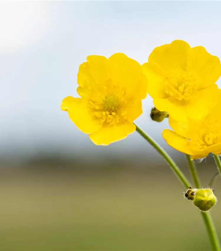 Ranunculus repens, Kriechender Hahnenfuss | RICOTER Erdaufbereitung AG