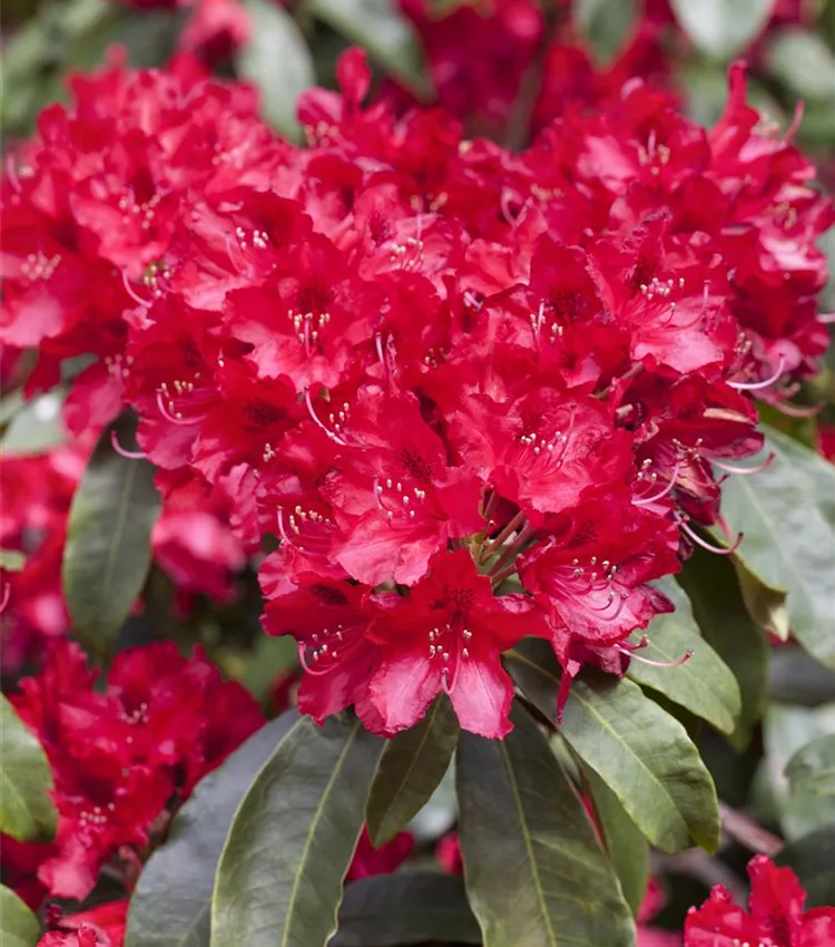 Rhododendron 'Red Jack'
