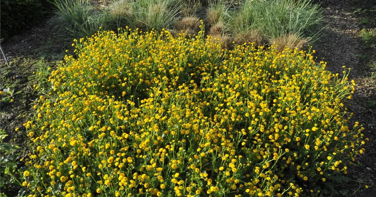 Ranunculus repens 'Pleniflora', Kriechender Hahnenfuss 'Pleniflora' |  RICOTER Erdaufbereitung AG