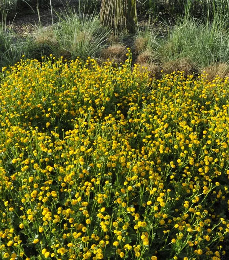 Kriechender Hahnenfuss 'Pleniflora'