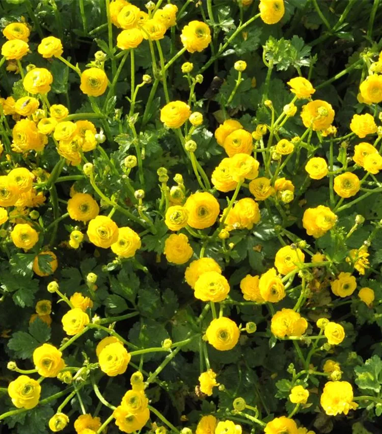 Kriechender Hahnenfuss 'Pleniflora'