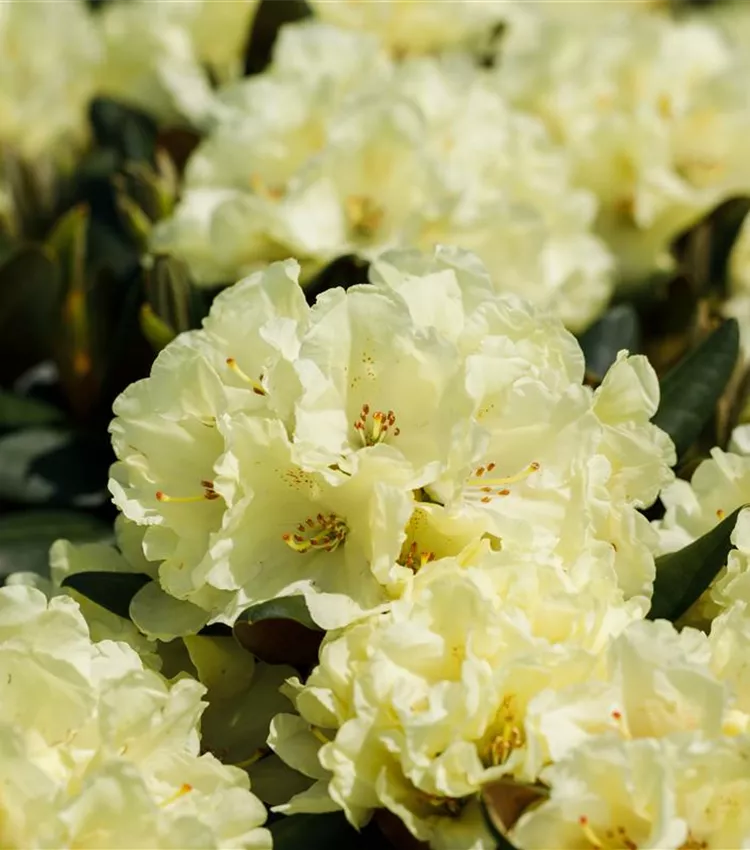 Yaku-Rhododendron 'Centennial Gold'