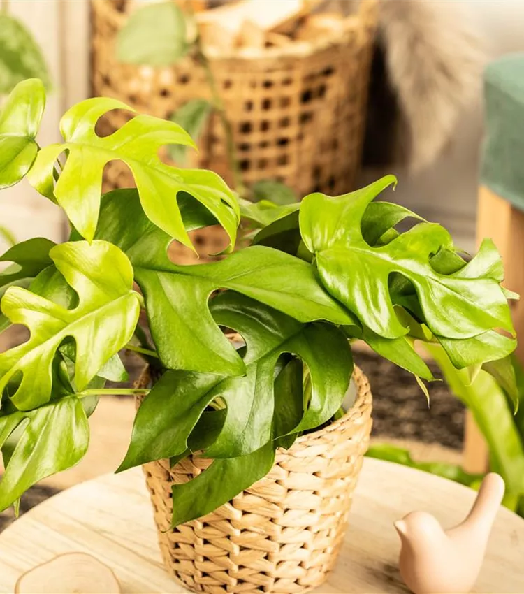 pink marble philodendron Philodendron Pink Princess Marble King 6” main image 1