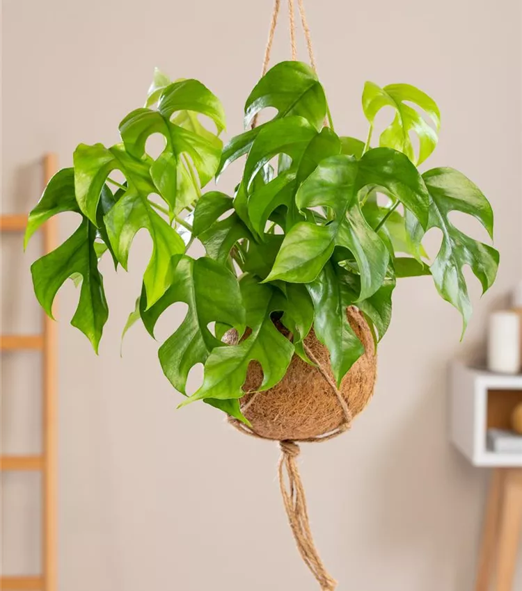 Rhaphidophora tetrasperma, Mini-Monstera | RICOTER Erdaufbereitung AG