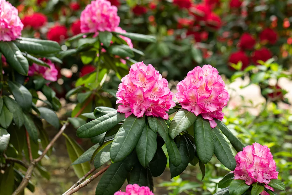 Rhododendron 'Graf Zeppelin', Rhododendron-Hybride | RICOTER  Erdaufbereitung AG