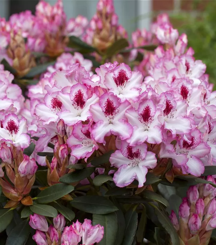 Rhododendron 'Hachmanns Charmant'(s), Rhododendron-Hybride 'Hachmann's  Charmant'(s) | RICOTER Erdaufbereitung AG