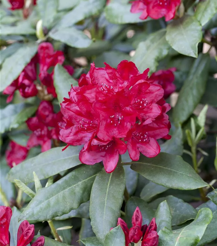 Rhododendron 'Hachmanns Feuerschein' | RICOTER Erdaufbereitung AG
