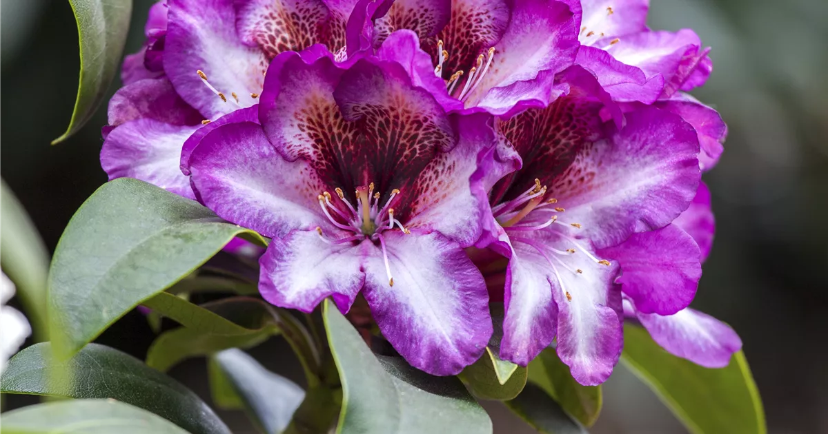 rhododendron dnger amazon Rhododendron Dnger 900g Optimaler Dnger Fr Rhododendron  JASKER'S
