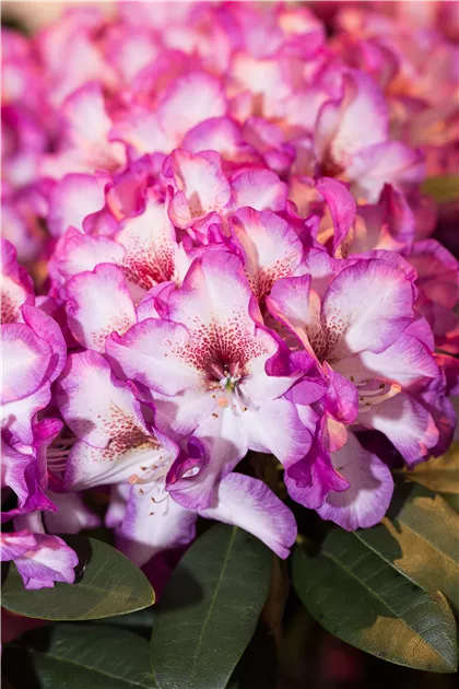 Rhododendron 'Hans Hachmann' | RICOTER Erdaufbereitung AG