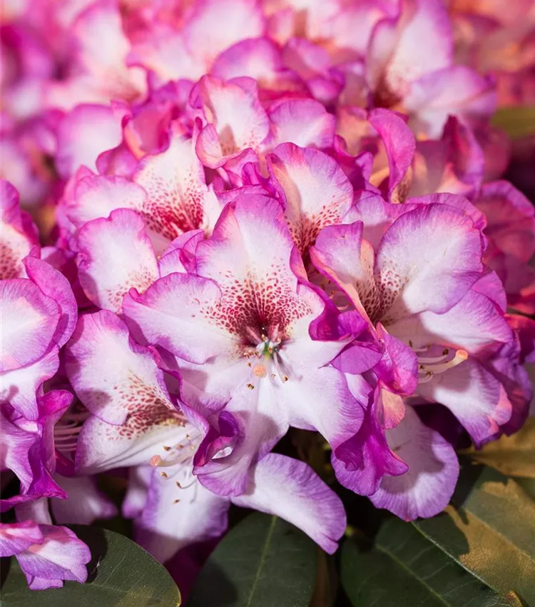 Rhododendron 'Hans Hachmann' | RICOTER Erdaufbereitung AG