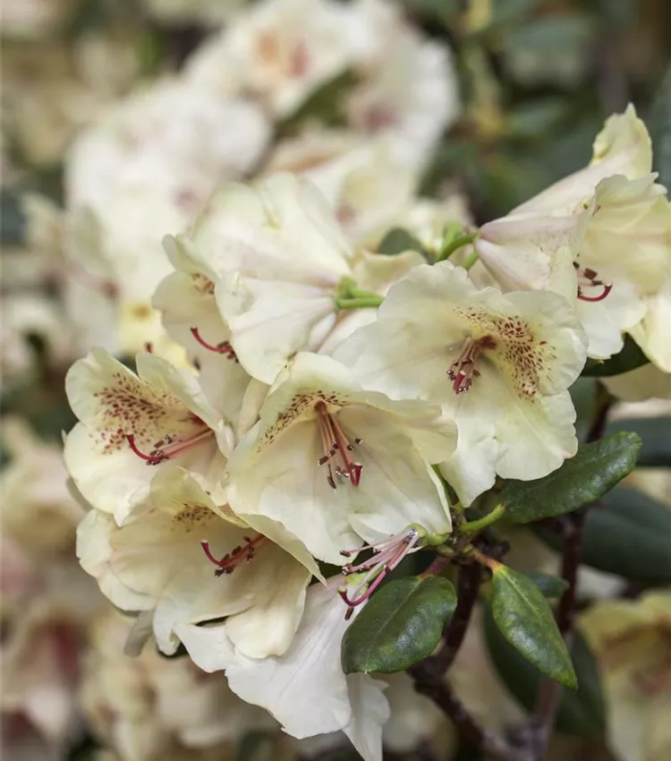 Rhododendron 'Viscy', Rhododendron-Hybride 'Viscy' | RICOTER  Erdaufbereitung AG