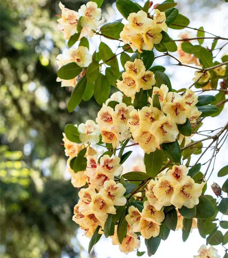rhododendron mehrfachblhend Rhododendron catawbiense 'Grandiflorum'