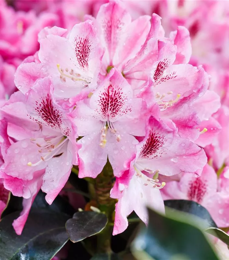 Rhododendron 'Helen Martin' Rhododendron 'Helen Martin'