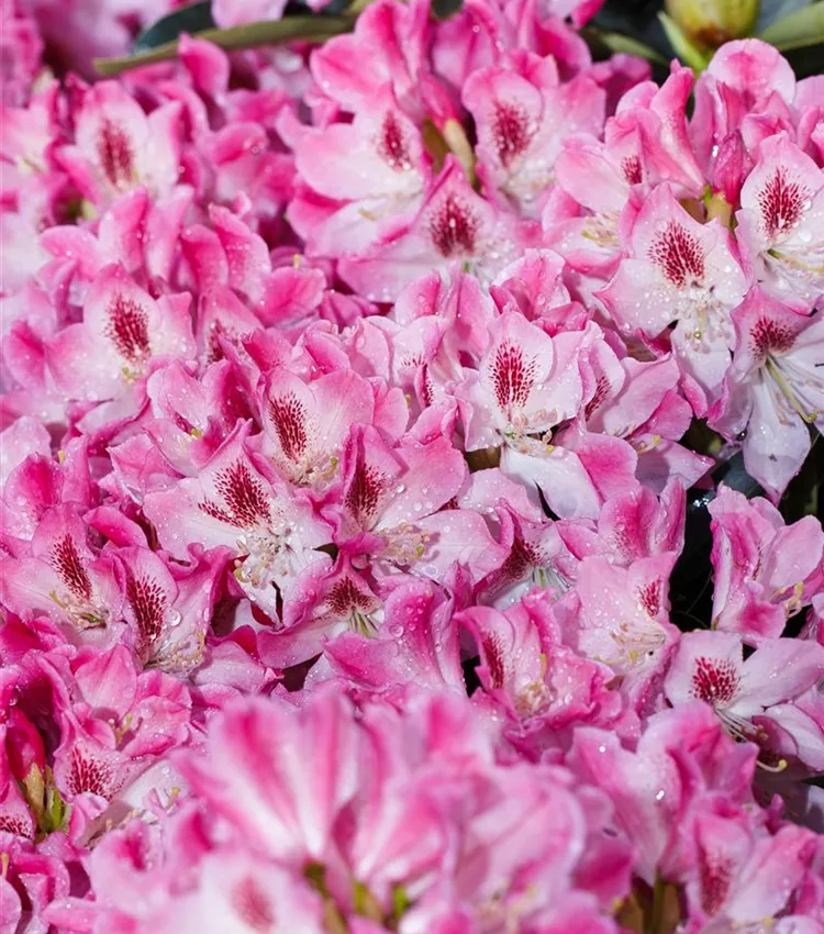 Rhododendron 'Helen Martin' Rhododendron 'Helen Martin'