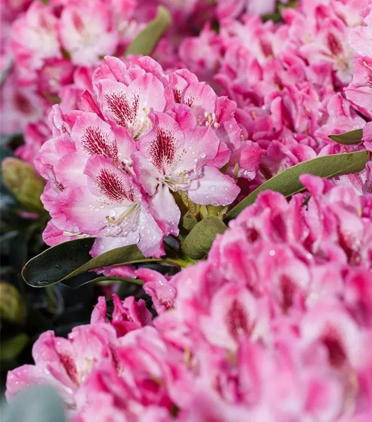 Rhododendron 'Helen Martin' Rhododendron 'Helen Martin'