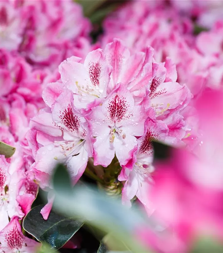 Rhododendron 'Helen Martin' Rhododendron 'Helen Martin'