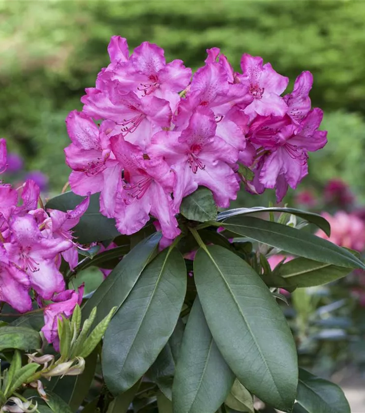 Rhododendron-Hybride 'Walküre'®