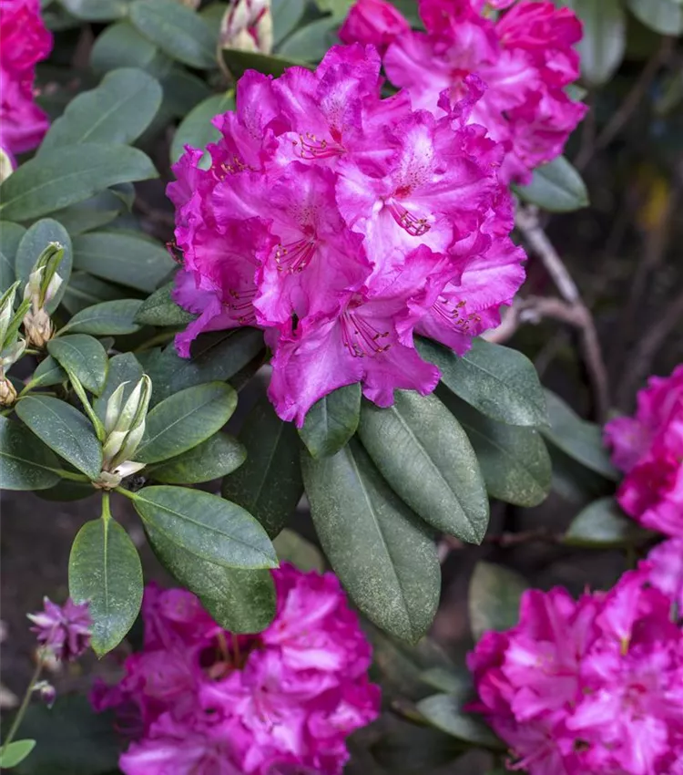 Rhododendron-Hybride 'Walküre'®
