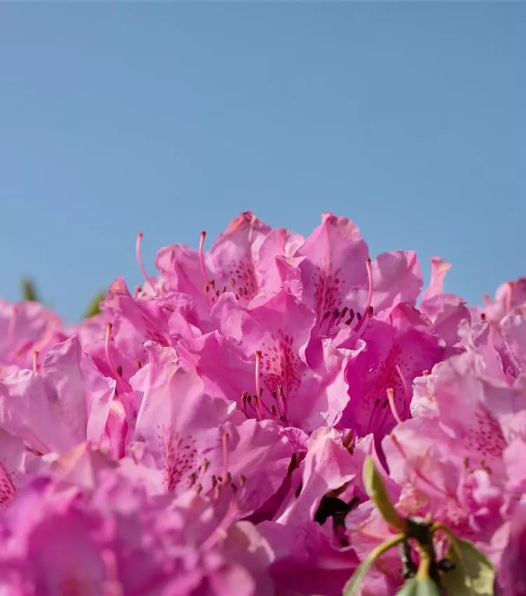 Rhododendron-Hybride 'Walküre'®