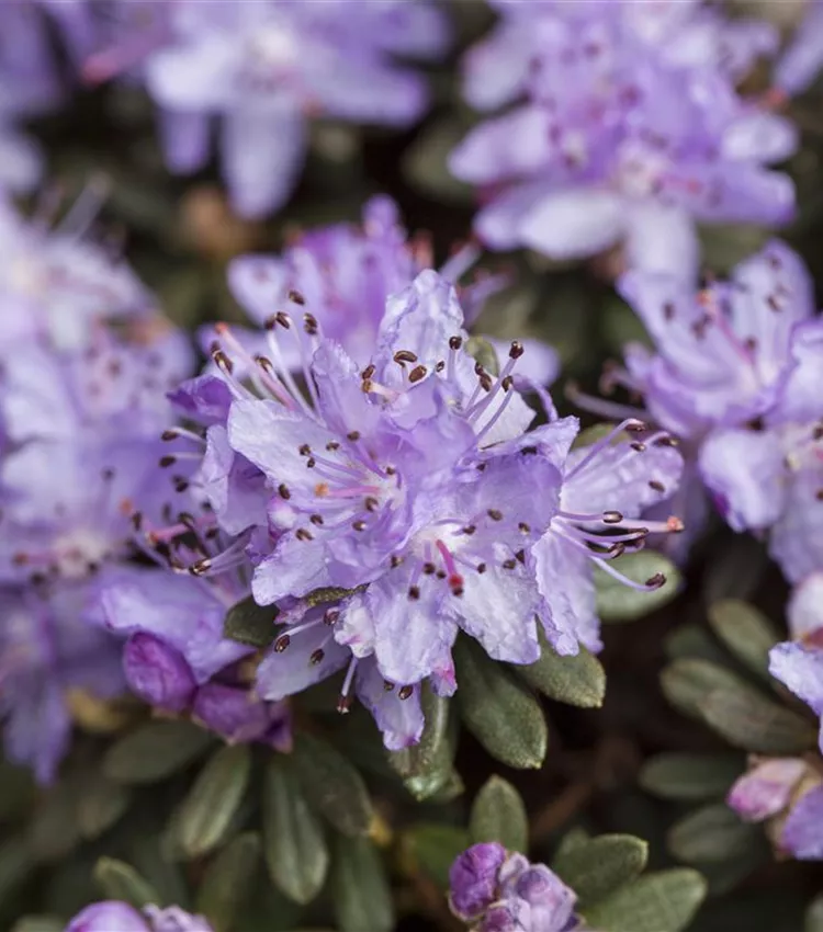 Rhododendron