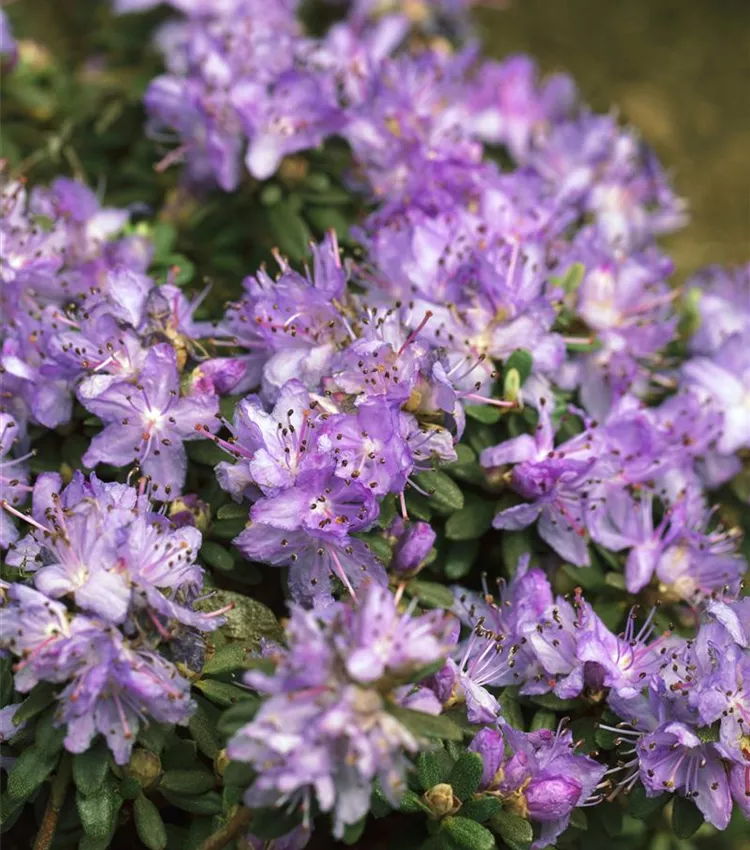 Rhododendron