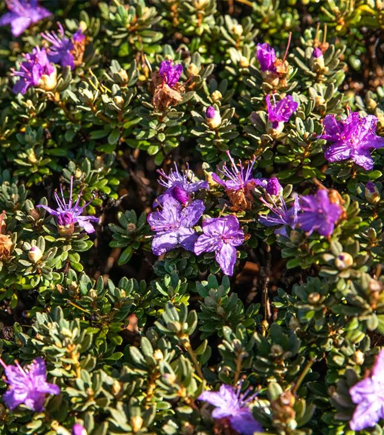 Rhododendron