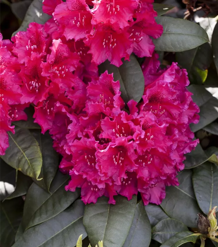 Rhododendron williamsianum 'August Lamken', Rhododendron 'August Lamken' |  RICOTER Erdaufbereitung AG