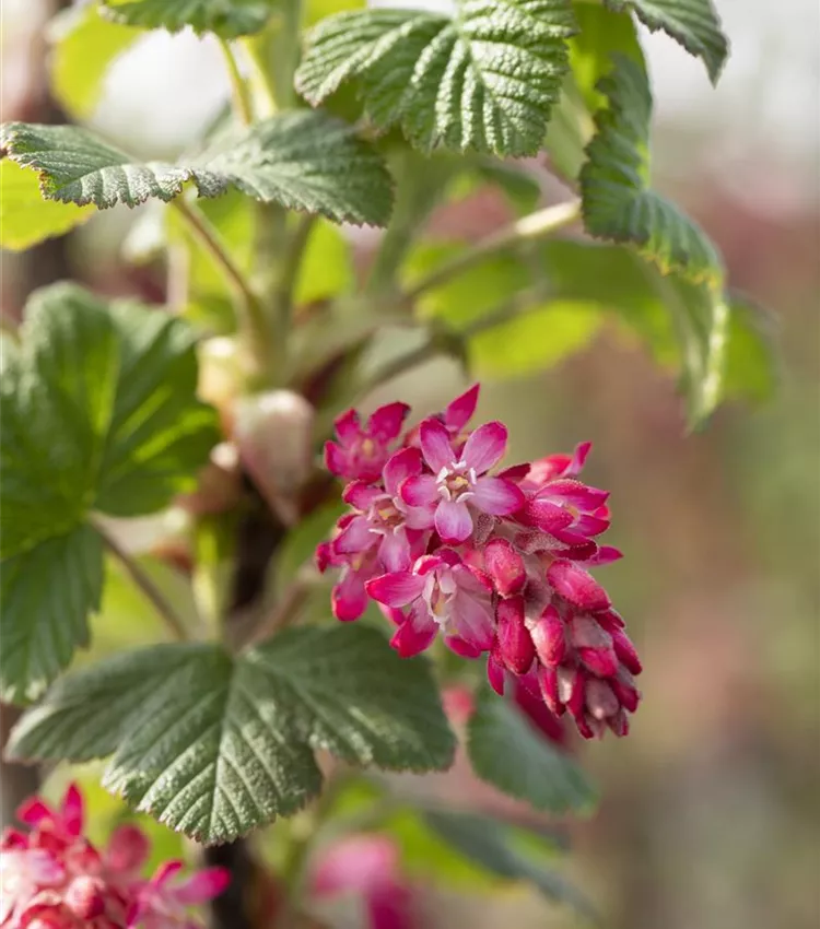 Groseillier à fleurs 'Pulborough Scarlet'