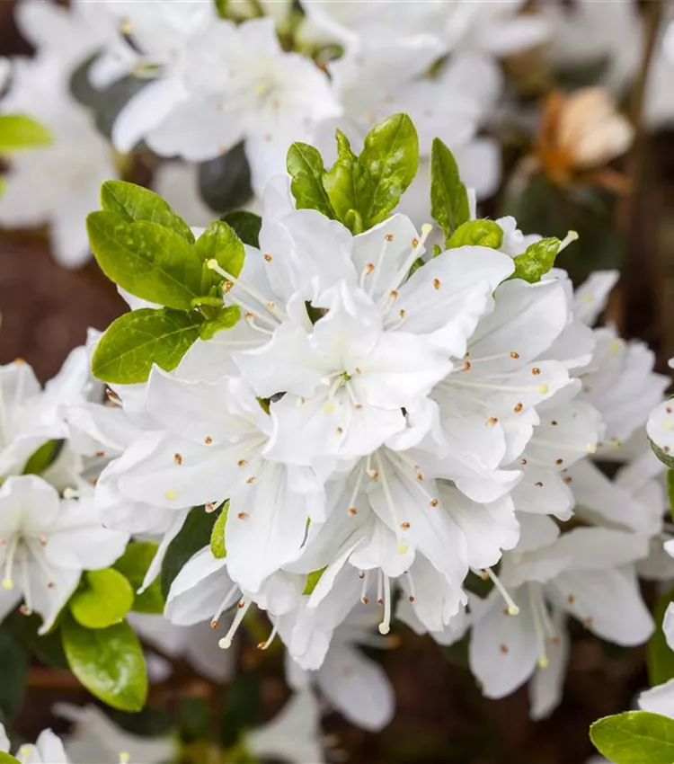 Rhododendron 'Kermesina Alba'