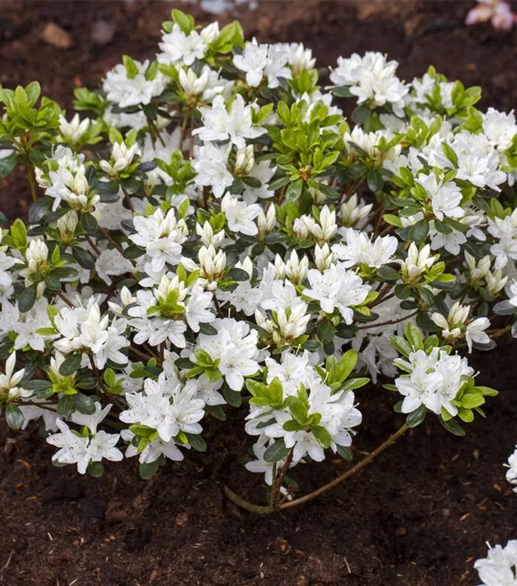 Rhododendron 'Kermesina Alba'