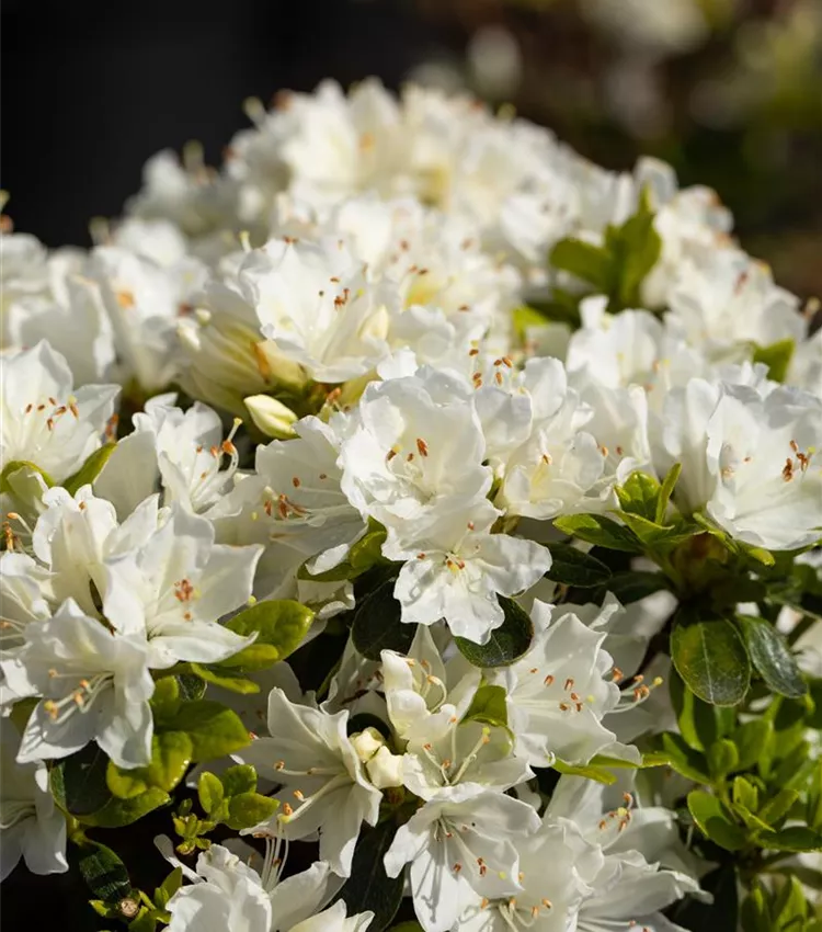 Rhododendron 'Kermesina Alba'