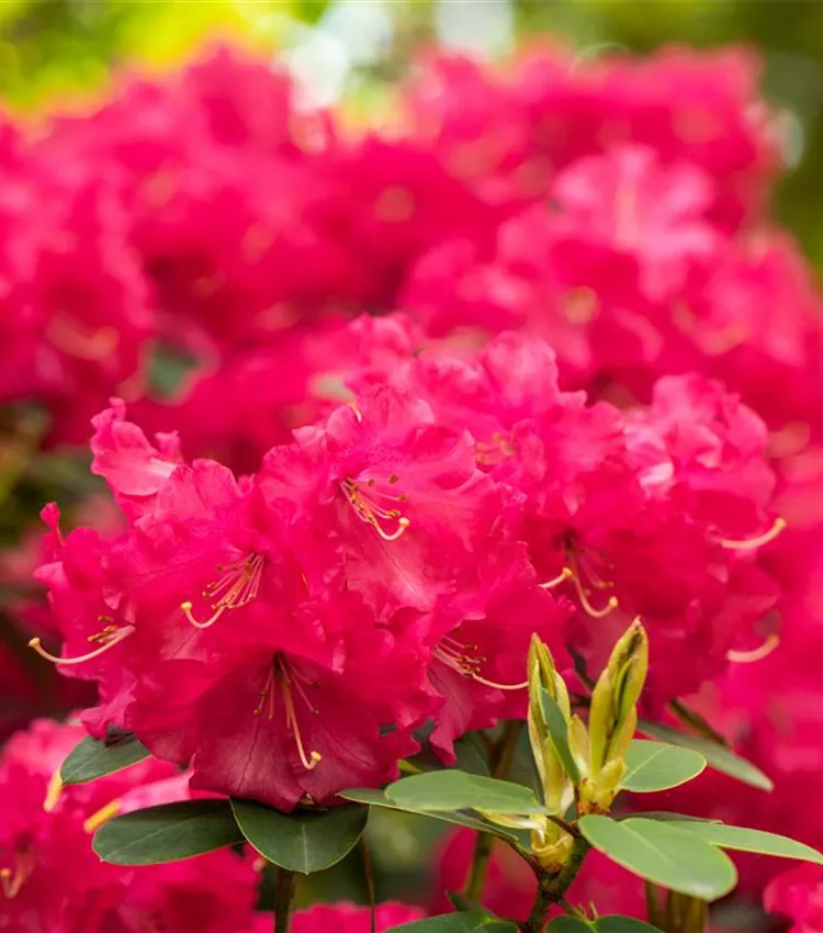 Williams Rhododendron 'Bremen'