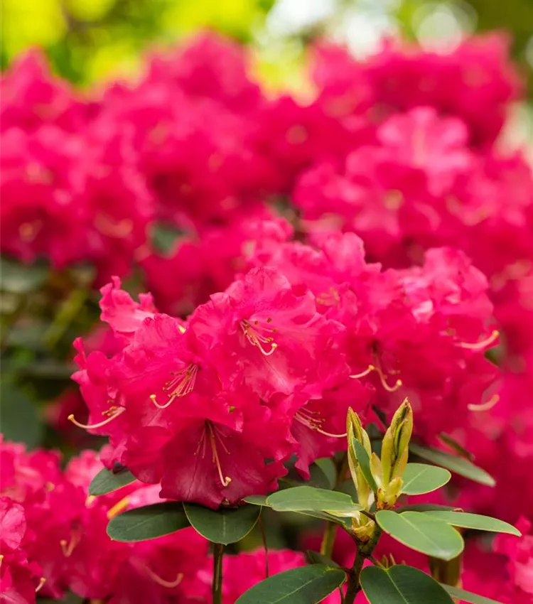 Williams Rhododendron 'Bremen'