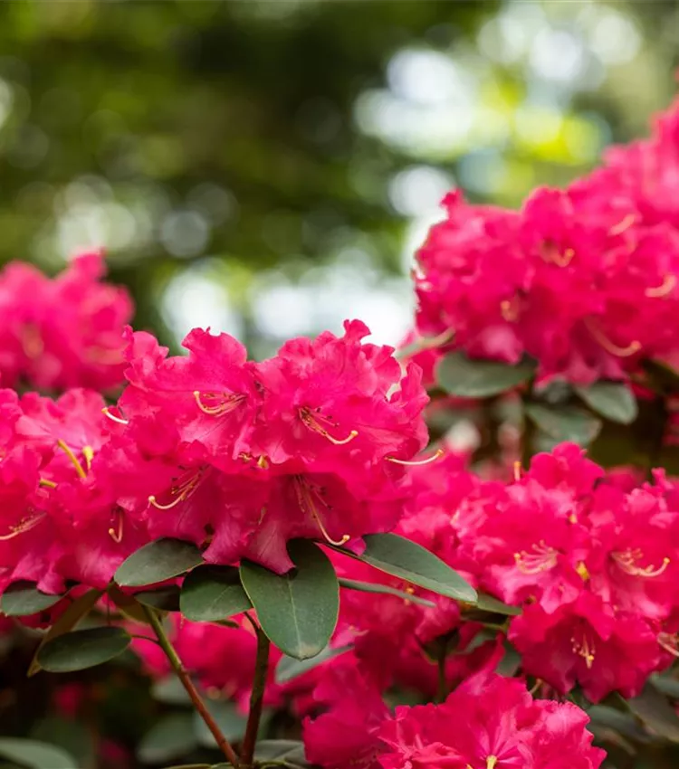 Williams Rhododendron 'Bremen'
