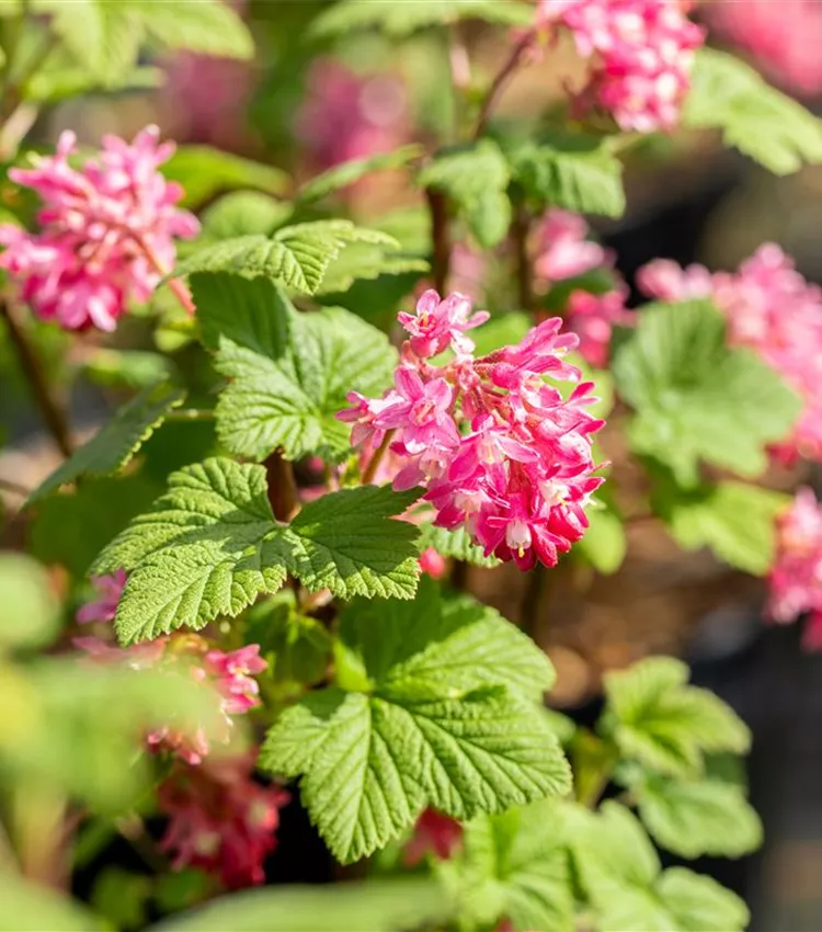 Groseillier à fleurs 'Pulborough Scarlet'