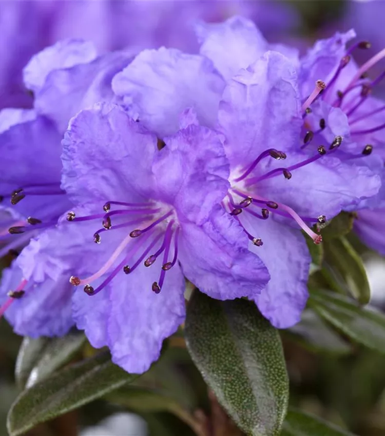 Rhododendron impeditum 'Saint Merryn', Kleinblttriger Rhododendron 'Saint  Merryn' | RICOTER Erdaufbereitung AG